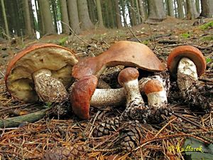 Klikni pro velký obrázek