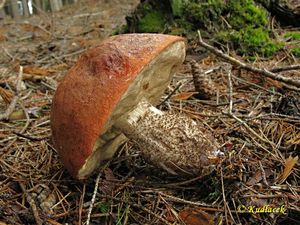 Klikni pro velký obrázek