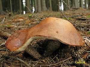 Klikni pro velký obrázek