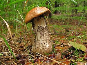 Klikni pro velký obrázek