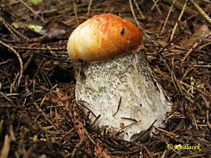 Klikni pro velký obrázek