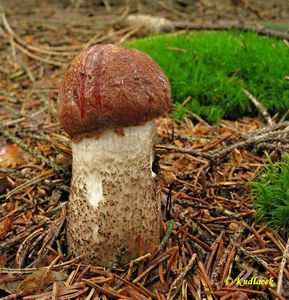 Klikni pro velký obrázek