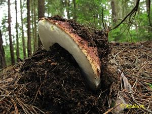 Klikni pro velký obrázek