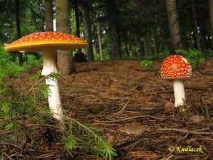 Klikni pro velký obrázek