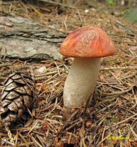 Klikni pro velký obrázek