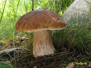 Klikni pro velký obrázek