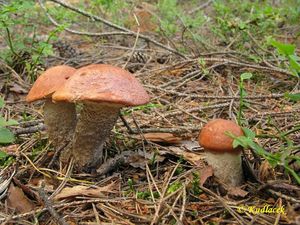 Klikni pro velký obrázek