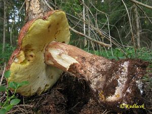 Klikni pro velký obrázek