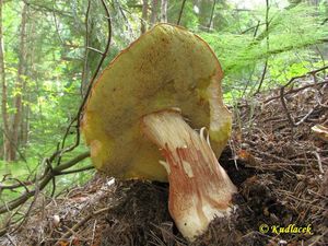 Klikni pro velký obrázek