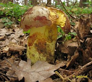 Klikni pro velký obrázek