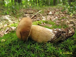 Klikni pro velký obrázek