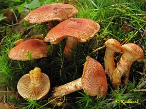 Klikni pro velký obrázek