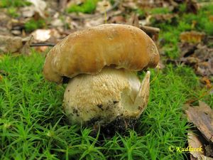 Klikni pro velký obrázek