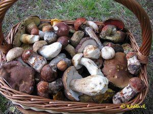 Klikni pro velký obrázek