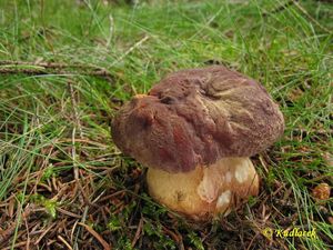 Klikni pro velký obrázek