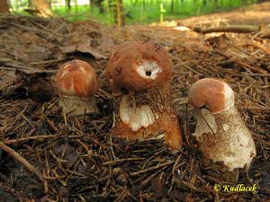 Klikni pro velký obrázek