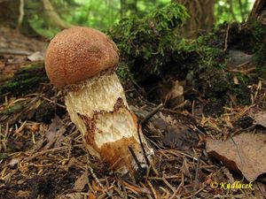 Klikni pro velký obrázek