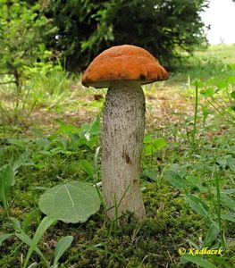 Klikni pro velký obrázek