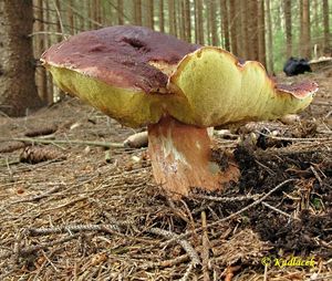 Klikni pro velký obrázek