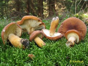 Klikni pro velký obrázek