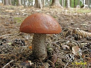 Klikni pro velký obrázek