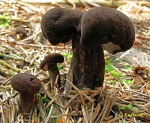 Klikni pro velký obrázek