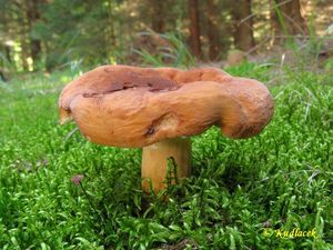 Klikni pro velký obrázek