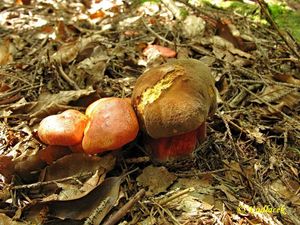 Klikni pro velký obrázek