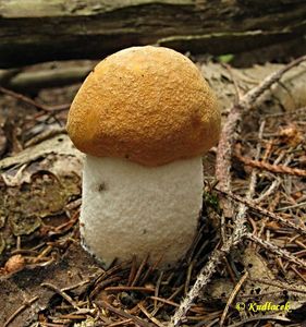 Klikni pro velký obrázek