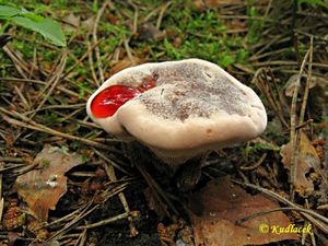 Klikni pro velký obrázek