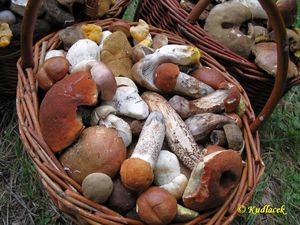 Klikni pro velký obrázek