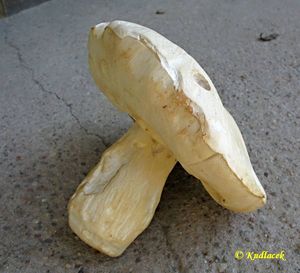 Klikni pro velký obrázek