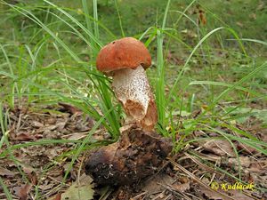 Klikni pro velký obrázek