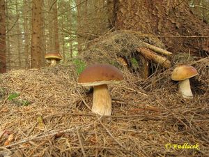 Klikni pro velký obrázek