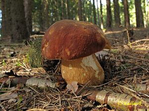 Klikni pro velký obrázek