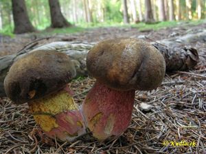 Klikni pro velký obrázek