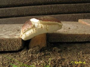 Klikni pro velký obrázek