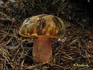 Klikni pro velký obrázek