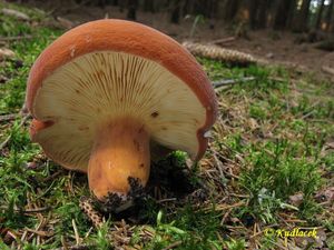 Klikni pro velký obrázek