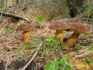 Klikni pro velký obrázek