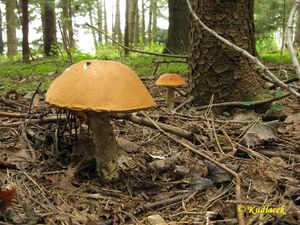 Klikni pro velký obrázek