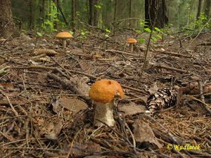 Klikni pro velký obrázek