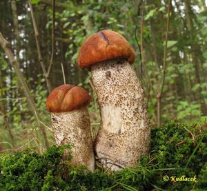 Klikni pro velký obrázek