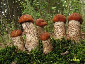 Klikni pro velký obrázek