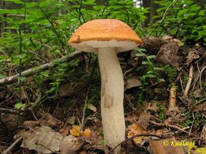 Klikni pro velký obrázek