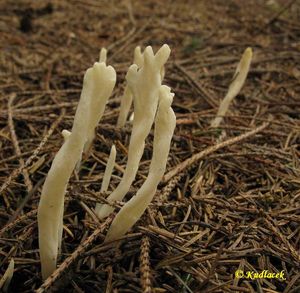 Klikni pro velký obrázek