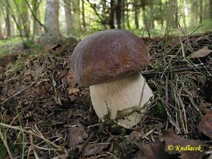 Klikni pro velký obrázek