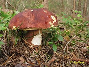 Klikni pro velký obrázek