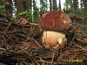 Klikni pro velký obrázek