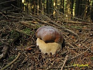 Klikni pro velký obrázek